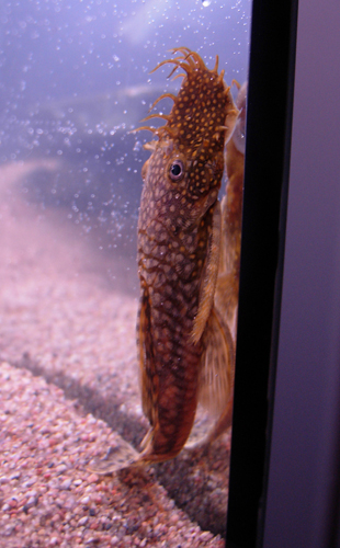 DSCN5200.jpg