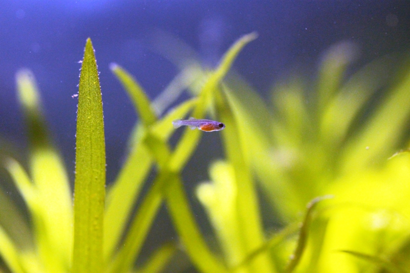 N. kilomberoensis Ifakara TAN 95-4 Age 21 days TL 10mm.JPG