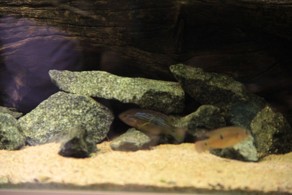 Tärähtänyt kuva molemmista kotiutumispäivältä.