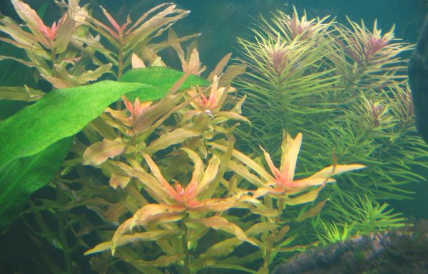 ammania-limnophila.jpg