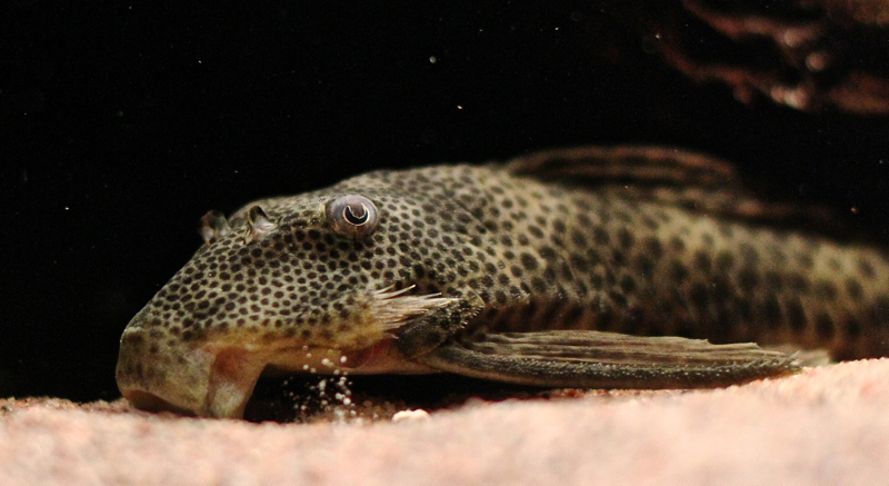 closepleco_2013.jpg