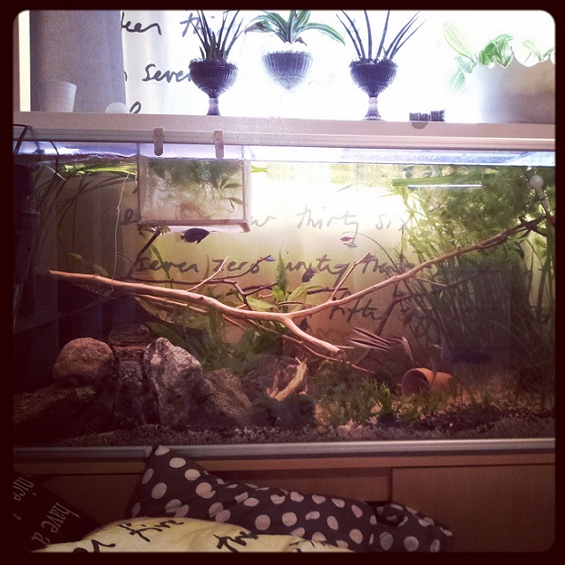 230l parhaina päivinään