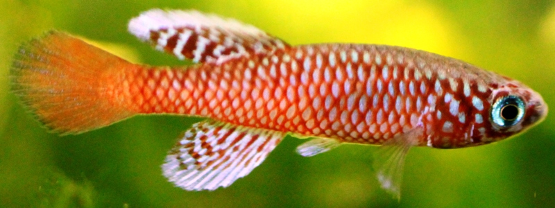 N. kilomberoensis Ifakara TAN 95-4 Age 48 days Total Lenght 22mm.JPG