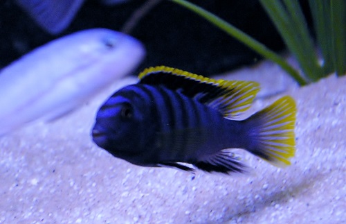 Labidochromis sp.mbamba
