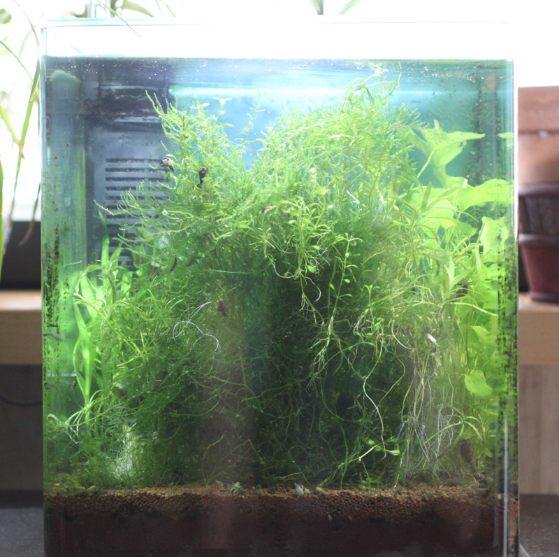 Eheim 7W LED.JPG