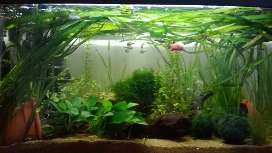 54l