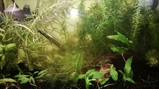 pallola, 40l