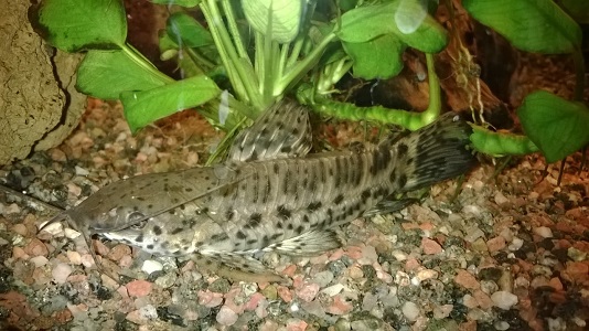 herra?