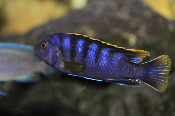 Labidochromis sp.mbambaukko (näiltä odotan lisää poikasia kuin kuuta nousevaa :D)