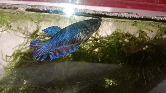 uusi ukko repi raukan, nyt parantelemassa eviään omassa yksiössä