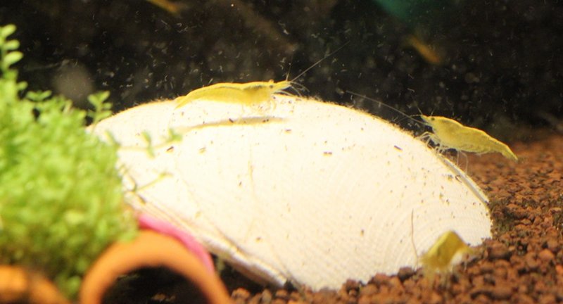 Caridina shelter.JPG