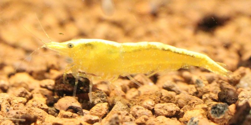 Caridina Yellow fire.JPG