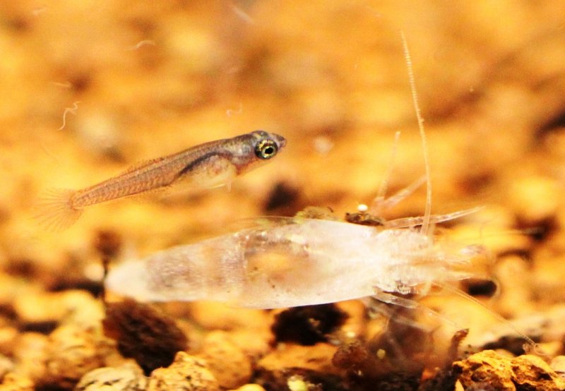 N. boklundi baby.JPG
