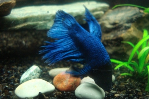 Siinähän tuo änkyrä ite. Kovasti sillä on parissa viikossa hunnut kasvaneet, lähes puolet tullu lisää. Ja välillä evät repsottaa miten sattuu ja näyttää rikkinäisiltä kun se kömyää tuolla naaraiden perässä joka välissä.