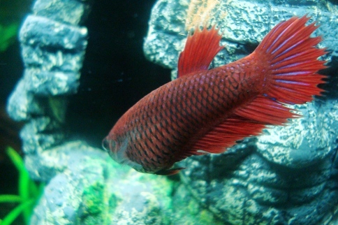 Tämän "nartun" sukupuoli minua vähän epäilyttää. Se on tummempi kuin nuo pari muuta "varmasti" narttua ja välillä uhittelee näille. Availee kiduksiaan joskus jopa Taistolle. Lisäksi se on aika läski.