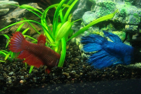 Tässäpä nuo vertailussa. Aika paljon hengaavat yhdessä nykyään tämä tummempi naaras ja Taisto.