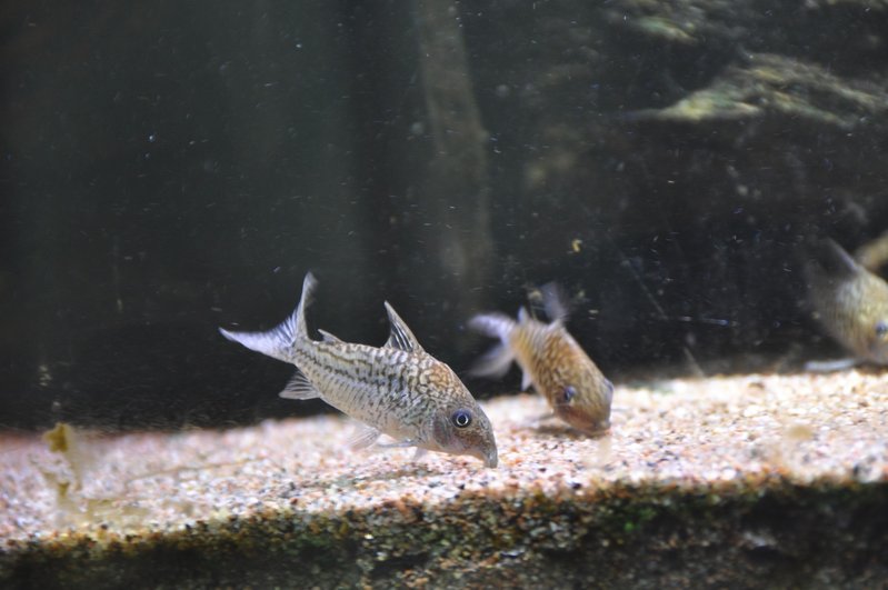 Hohtomonnisia (Corydoras agassizii)