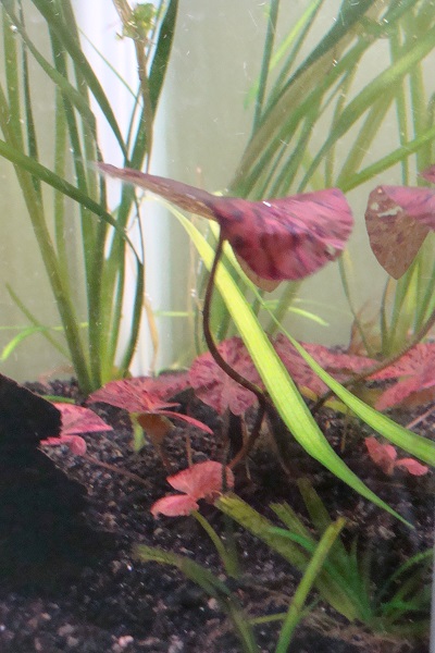 punainen tiikerilumme