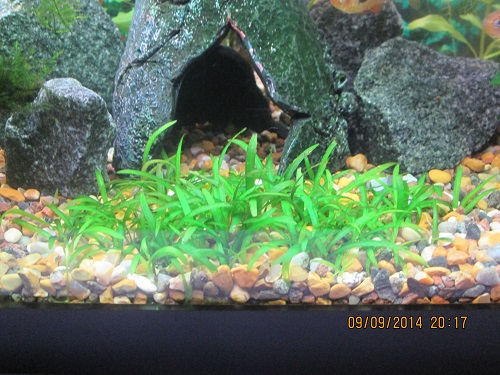 Tässäpä on pikkusuokkia ja jotain saman tyyppistä sekaisin.. Nämä ovat ruenneet nyt hirveästi tekemään uutta ja leviämään! :) Näistä huomasin tuon vihreän värin voimistumisen ensimmäisenä..