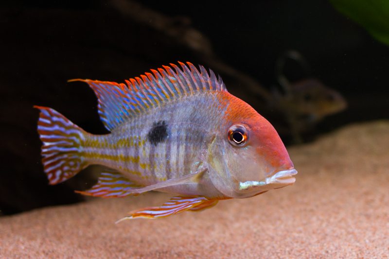 Tapajos Red Head.jpg