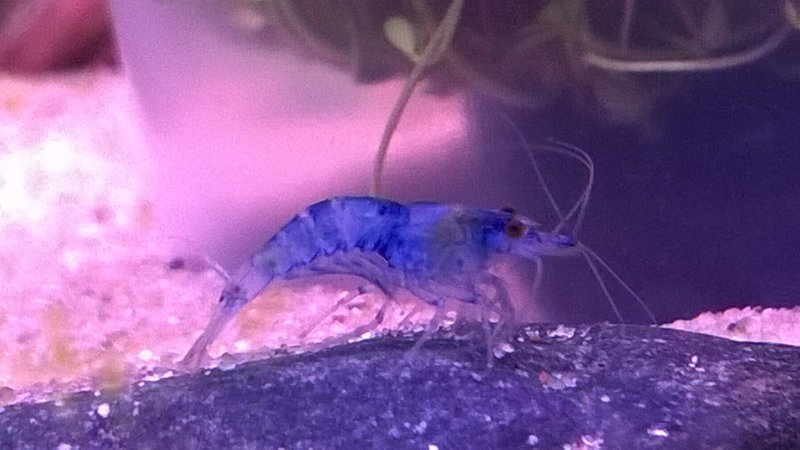 Sininen Blue Dream.