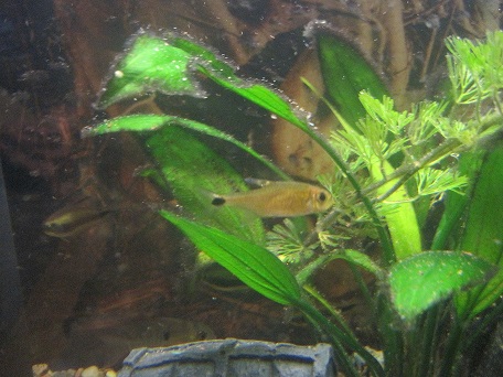 tetra.jpg