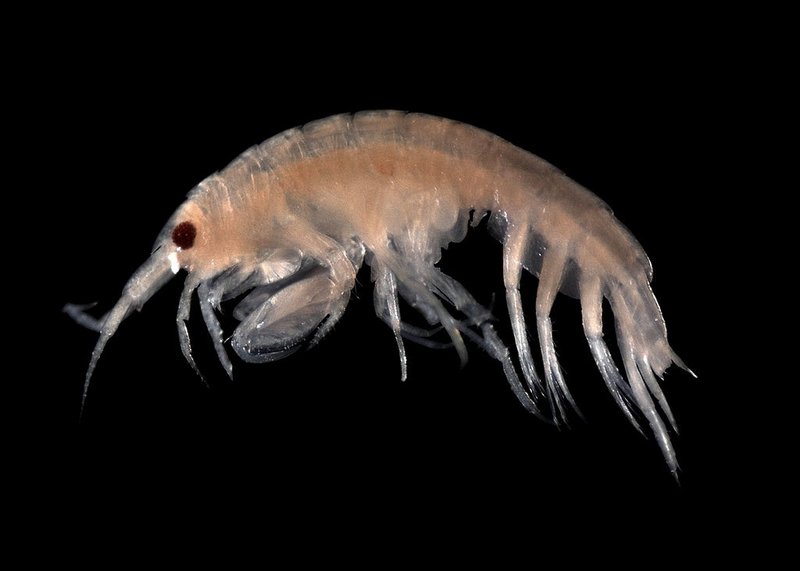 Amphipod