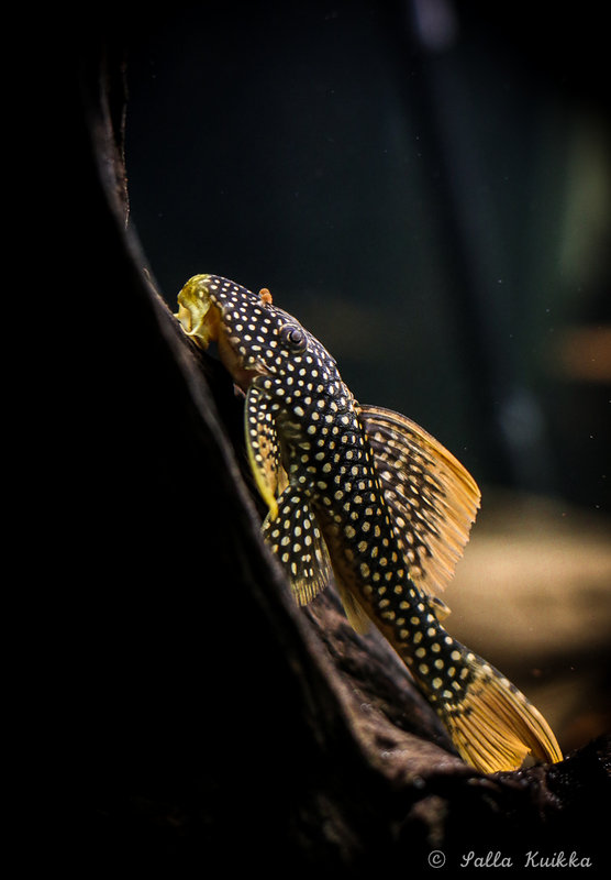 sunshine_pleco-0999.jpg