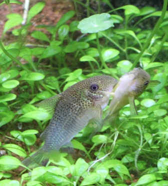 similis Young love K-18.JPG