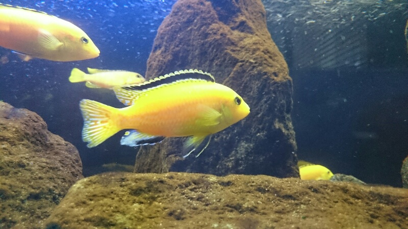 Labidochromis Caeruleus.