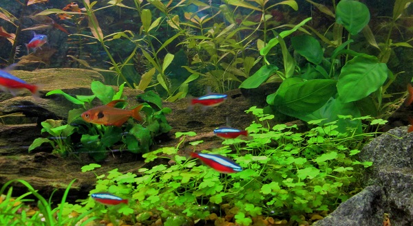 Siinä on se uhkea uusi anubias (kuvassa oikeassa laidassa) ja muutamia poseerajia! :D