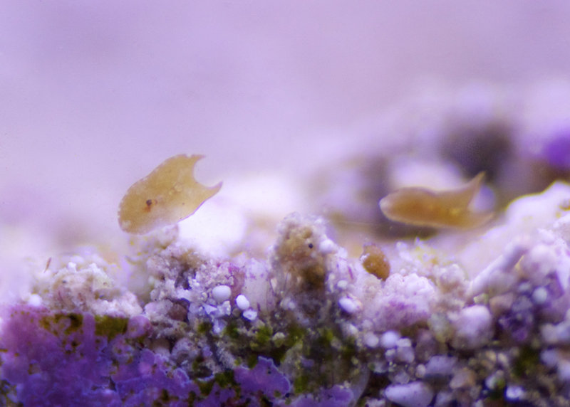 Houston, we have flatworms FFS!
