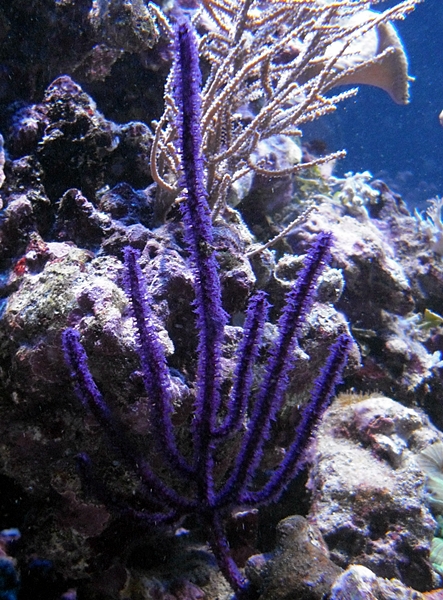 Lila Gorgonia sp.