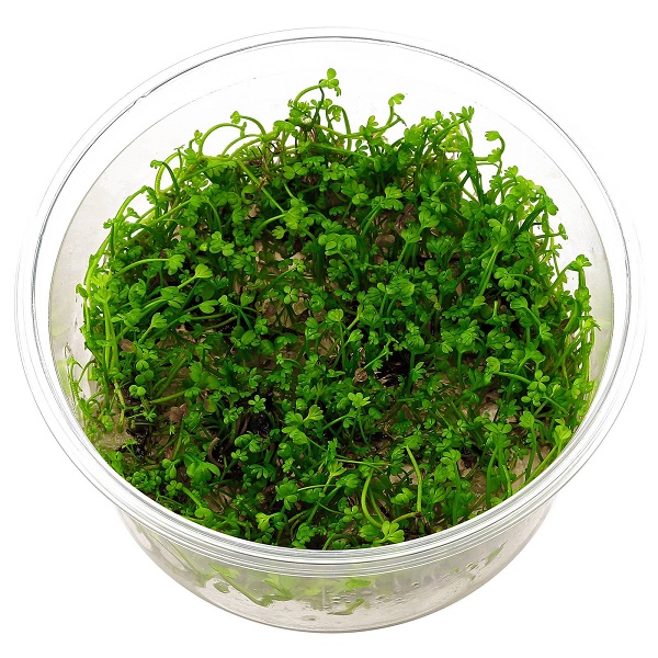 apilasaniaislajike marsilea crenata