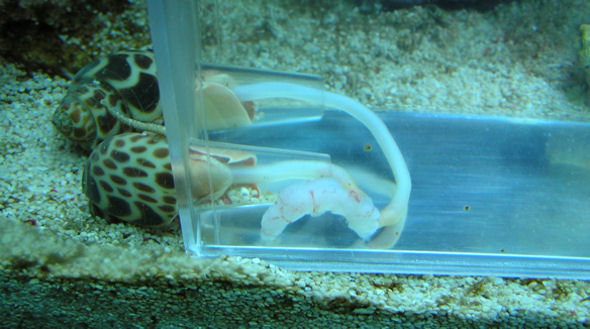 Taskurapuja oli tarkoitus pyytää, mutta syötit katosivat parempiin suihin.