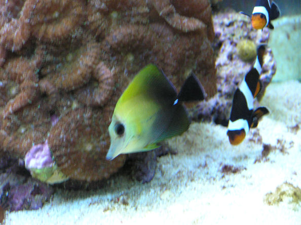 Zebrasoma scopas.jpg