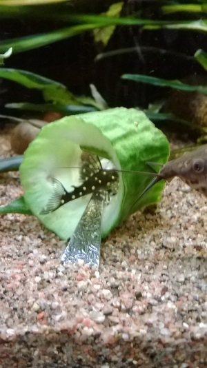 WP_20150302_001m.jpg