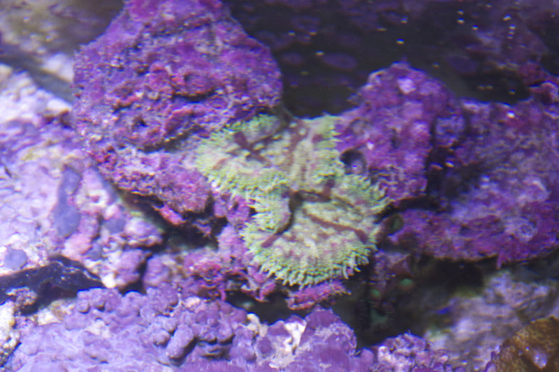 Vuokko (Stichodactyla tapetum). Se on uusi. Se on ihana.