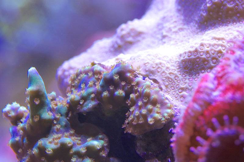 Acropora vs. Porites