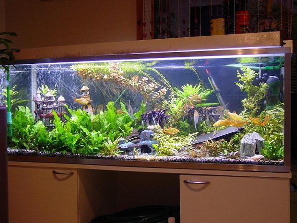350L.JPG