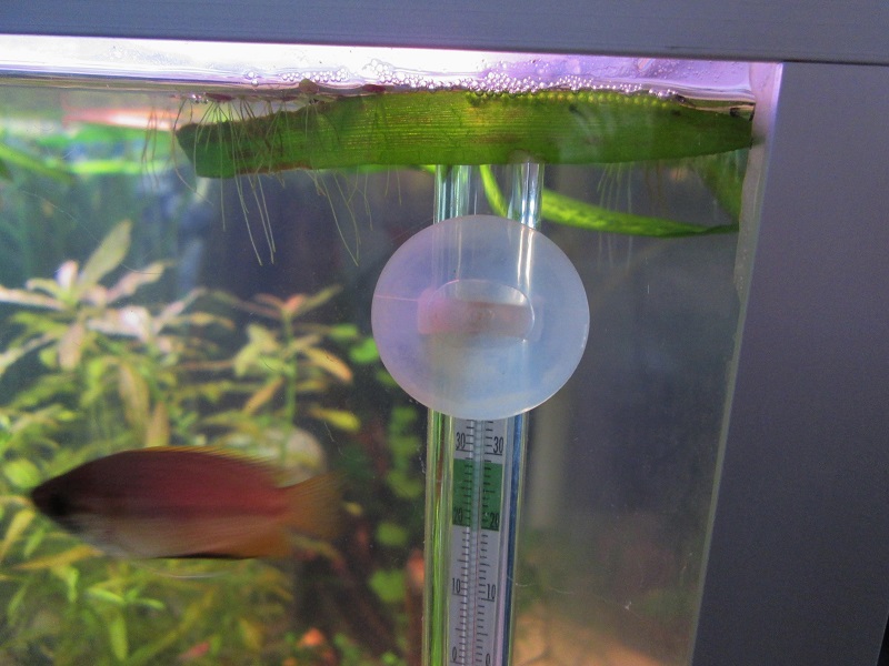 vähän isompi kuva, jossa näkyy ainakin muutama pikkuinen.jpg