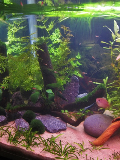 pienen kannon kivet.jpg