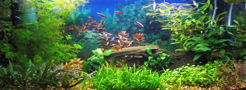 Kuvassa ei edelleenkään tuo "tropica" melalehti näytä niin punertavalle, kuin oikeasti on.. :P