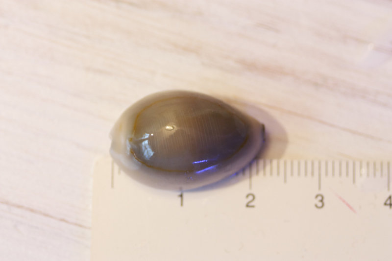 Cypraea annulus