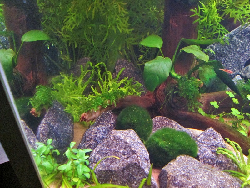 pogostemon helferin pitemmäksi kasvaneet versot laitoin pikku kannon juuren taakse.. Edessä pikku tuppo staurogyneä..jpg