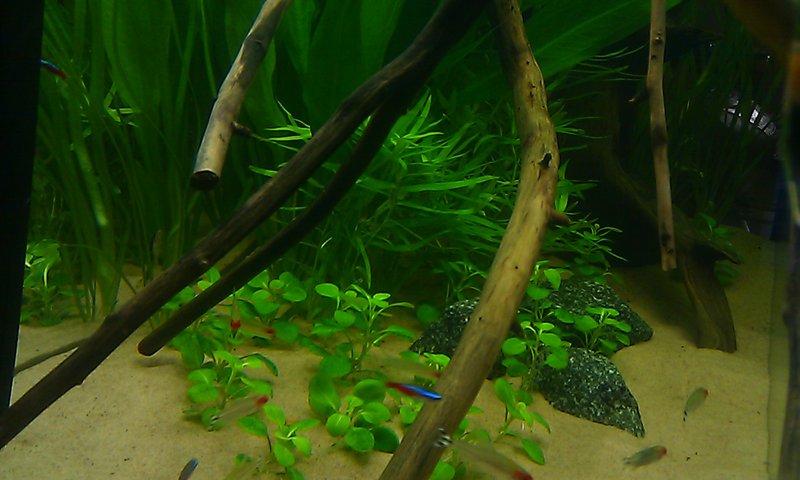 IMAG2448.jpg