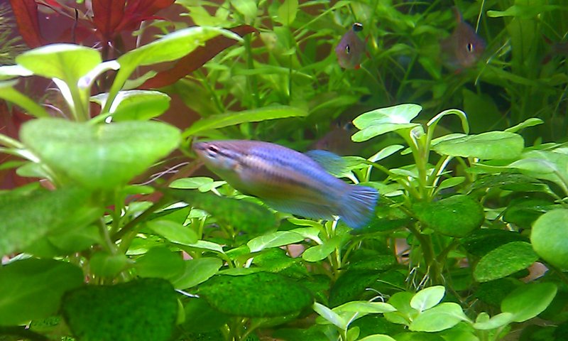 IMAG2510.jpg (531.89 KiB) Katsottu 3150 kertaa Sini, ylläri kala by mies ja tytär:)