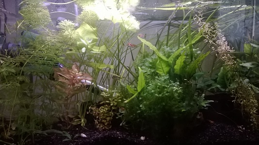 pallola
