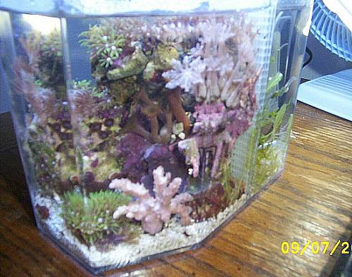 betta cube reef.jpg