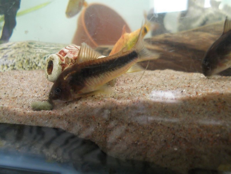 Tässä yksi monnisista, näistä suurin on ainakin 6 senttiä pitkä.